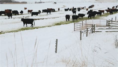 skid steer feeding cows hay|Feeding Hay In The Snow .